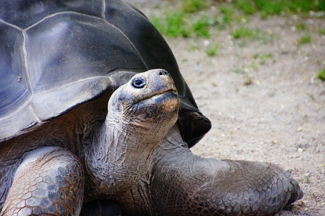 These gentle giants can weigh up to 250 kilograms (550 pounds). © MartinStr, Pixabay