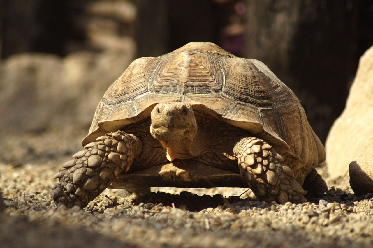 The rugged shell of a tortoise is made of bone and keratin, offering strong protection. © Marzena, Pixabay