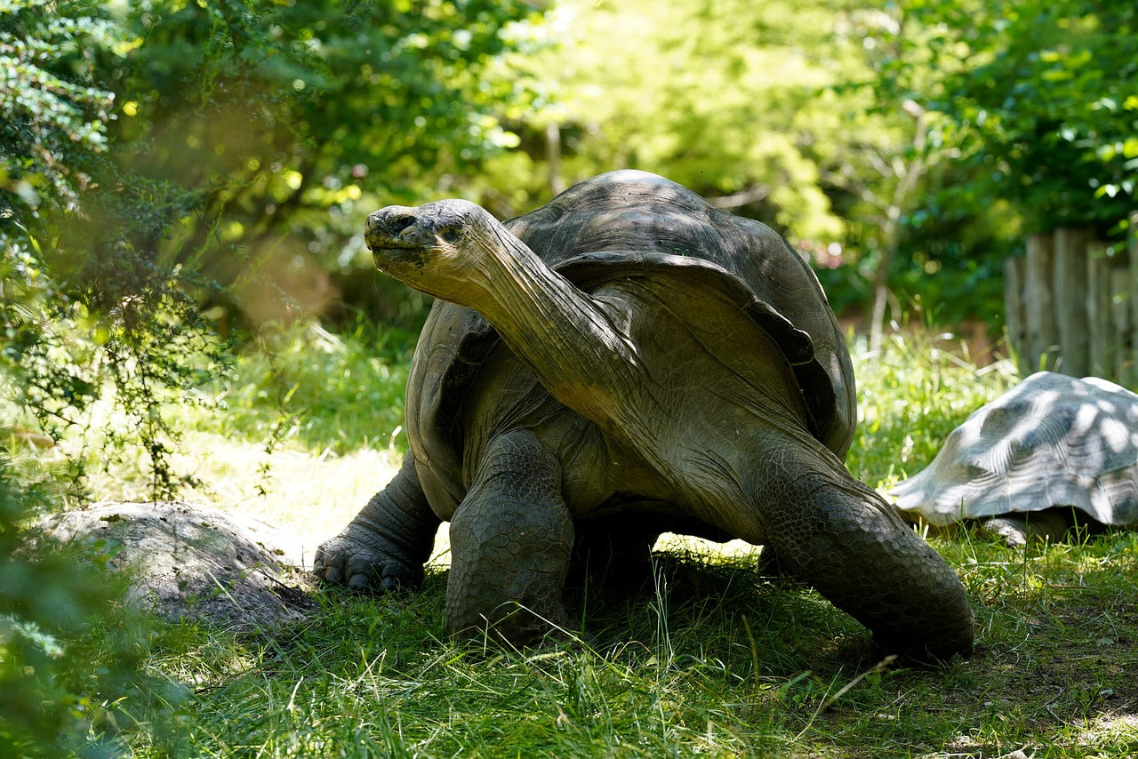 Aldabra tortoises can live over 150 years, making them among the longest-living animals. © Markus Kammermann