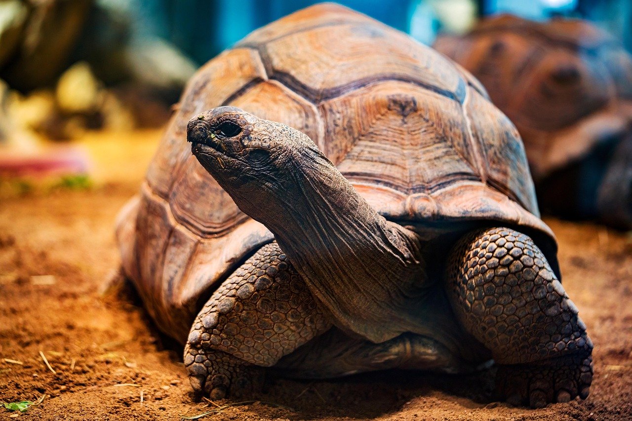 The tortoise’s slow metabolism contributes to its incredible lifespan. © Gregor Mima