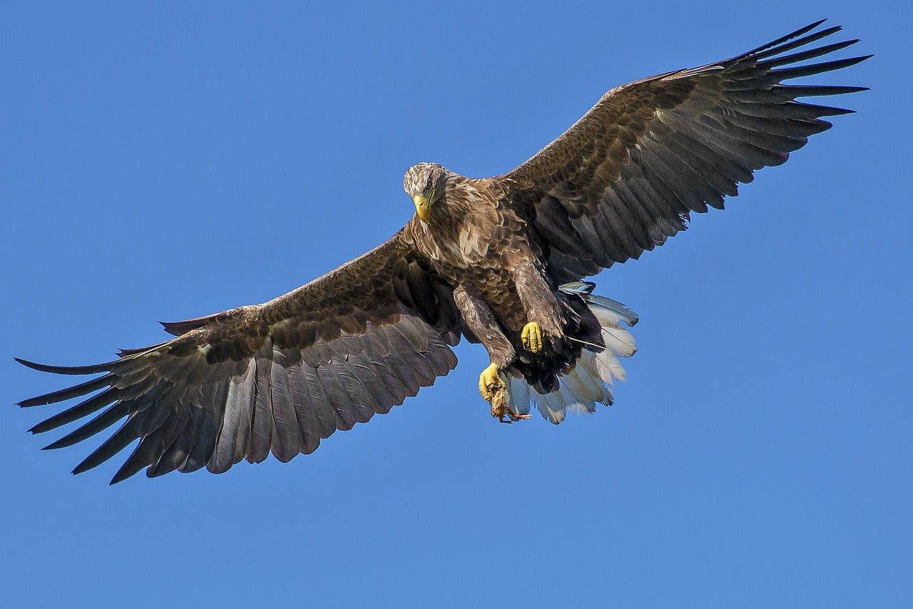 These birds are sometimes nicknamed “the flying barn door” due to their broad wings. © Pixabay