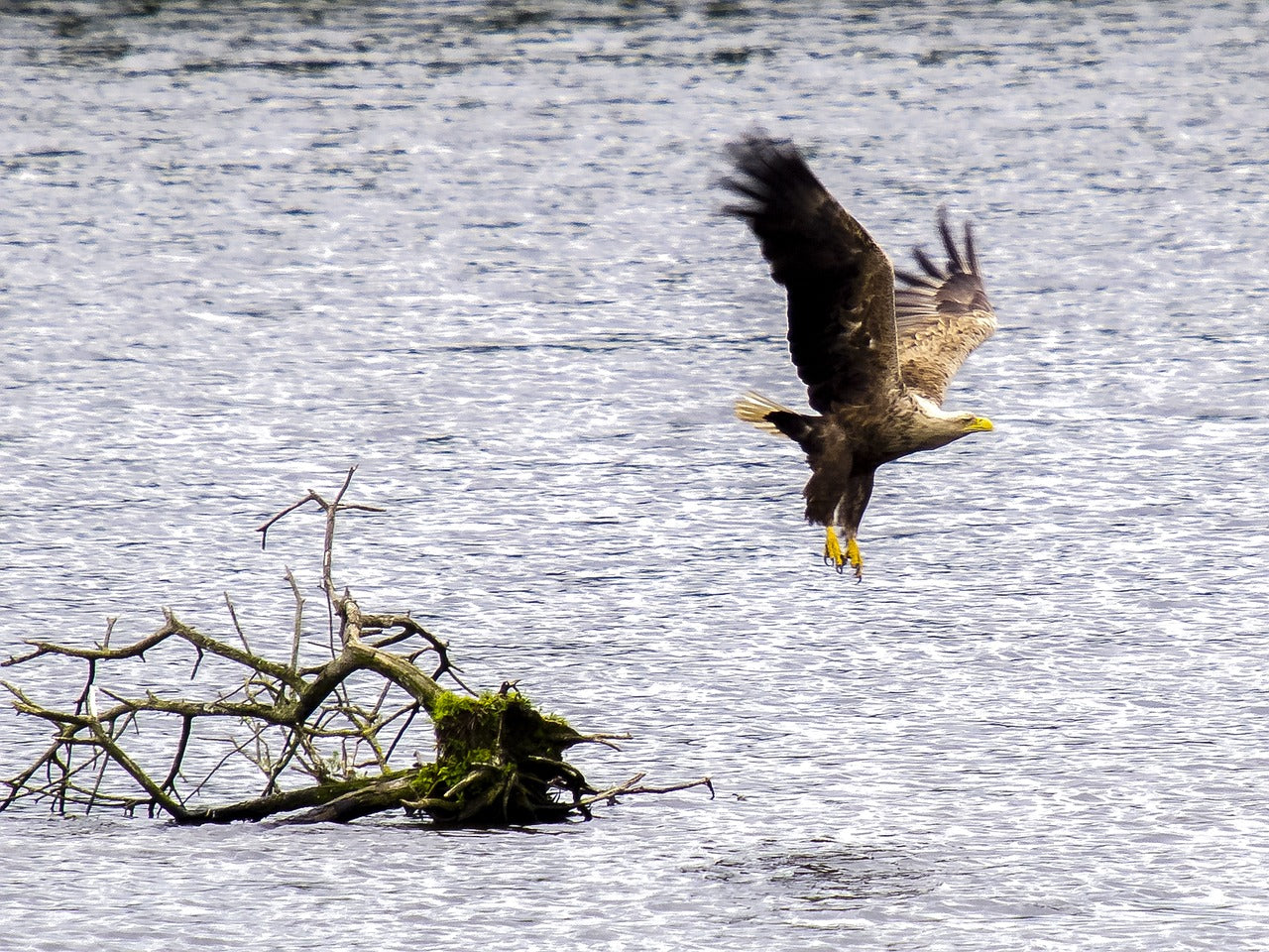 They are opportunistic hunters, often stealing fish from other birds like ospreys. © Kathy Buscher