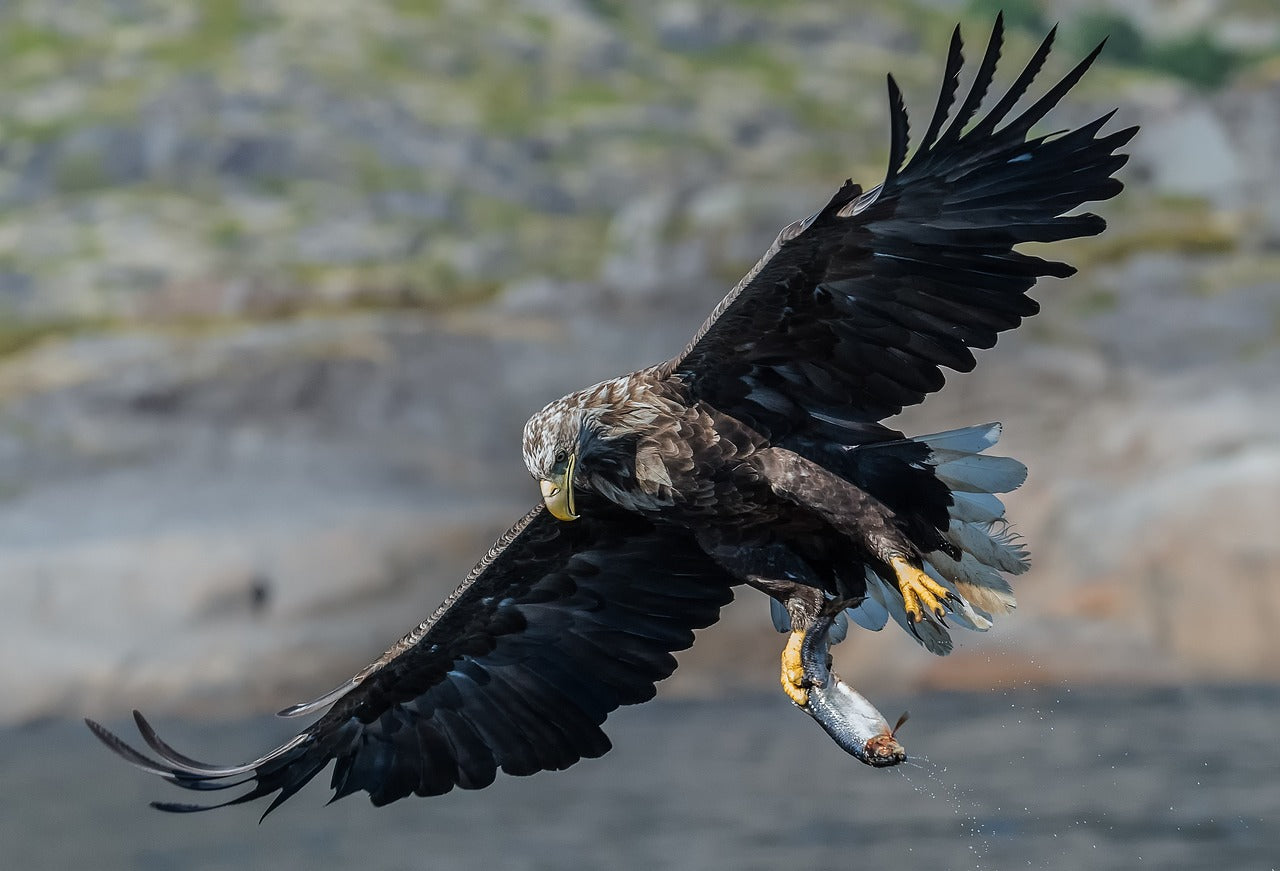 White-Tailed Eagle