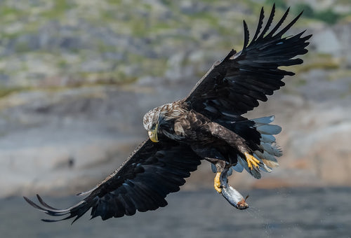 White-tailed eagles are master fish hunters, using their sharp talons to snatch prey from the water's surface. © Per Arne Larsen