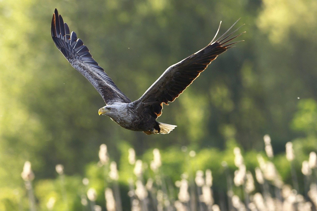 Once extinct in the UK, rewilding efforts have brought them back to our skies. © sharkolot, Pixabay