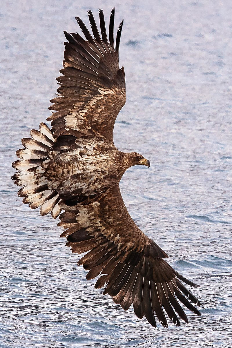 Juvenile white-tailed eagles have darker plumage, which lightens as they mature. © Julie Edgley