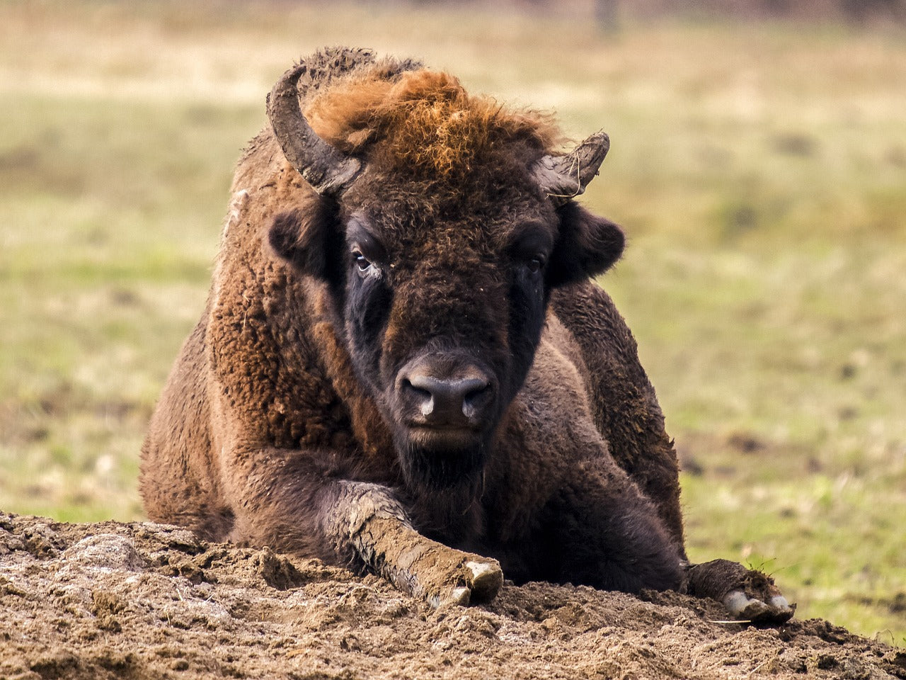 A majestic symbol of Europe’s natural heritage. © Kathy Büscher