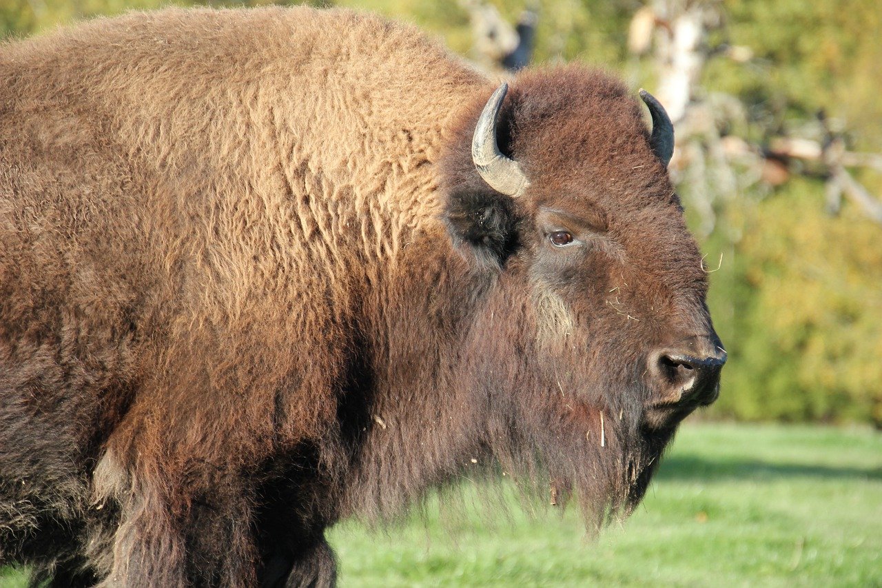 Grazing peacefully, the European bison maintains ecosystem balance. © Dominik Rheinheimer