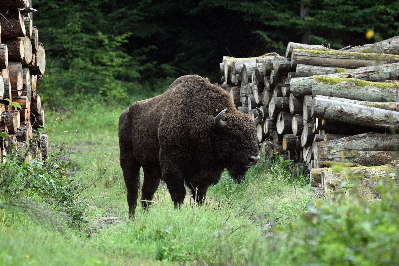 Powerful and enduring, the bison is Europe’s gentle giant. © Artur Pawlak