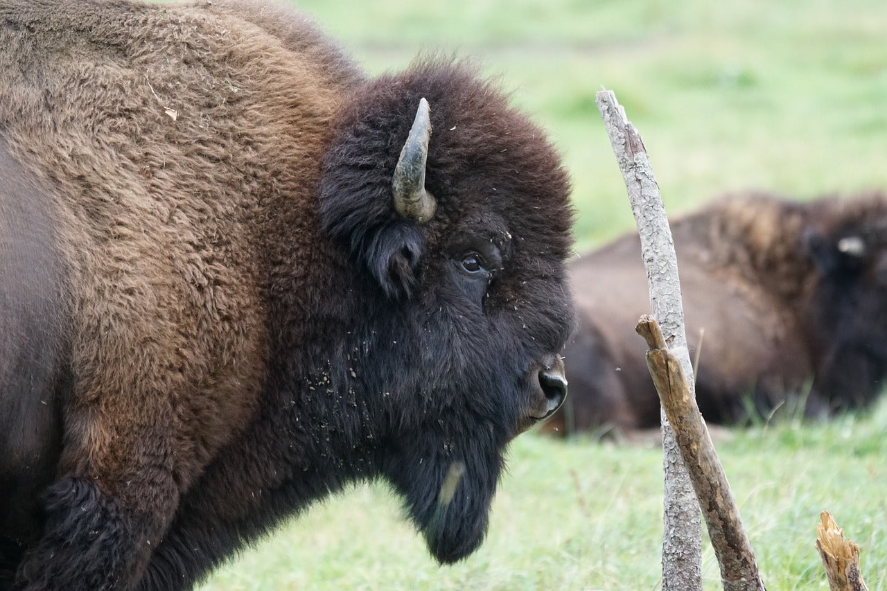 The European bison: a symbol of strength and resilience. © Marcel Langthim