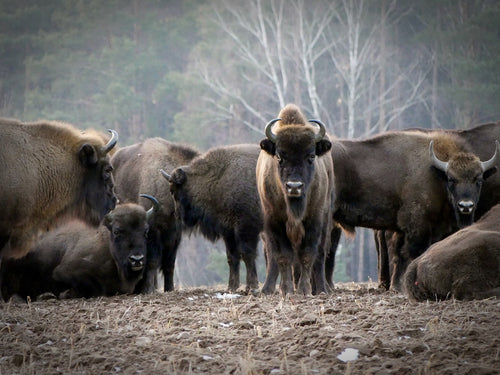 Strength in numbers: the European bison thrives in herds. © Andrzej Kułak