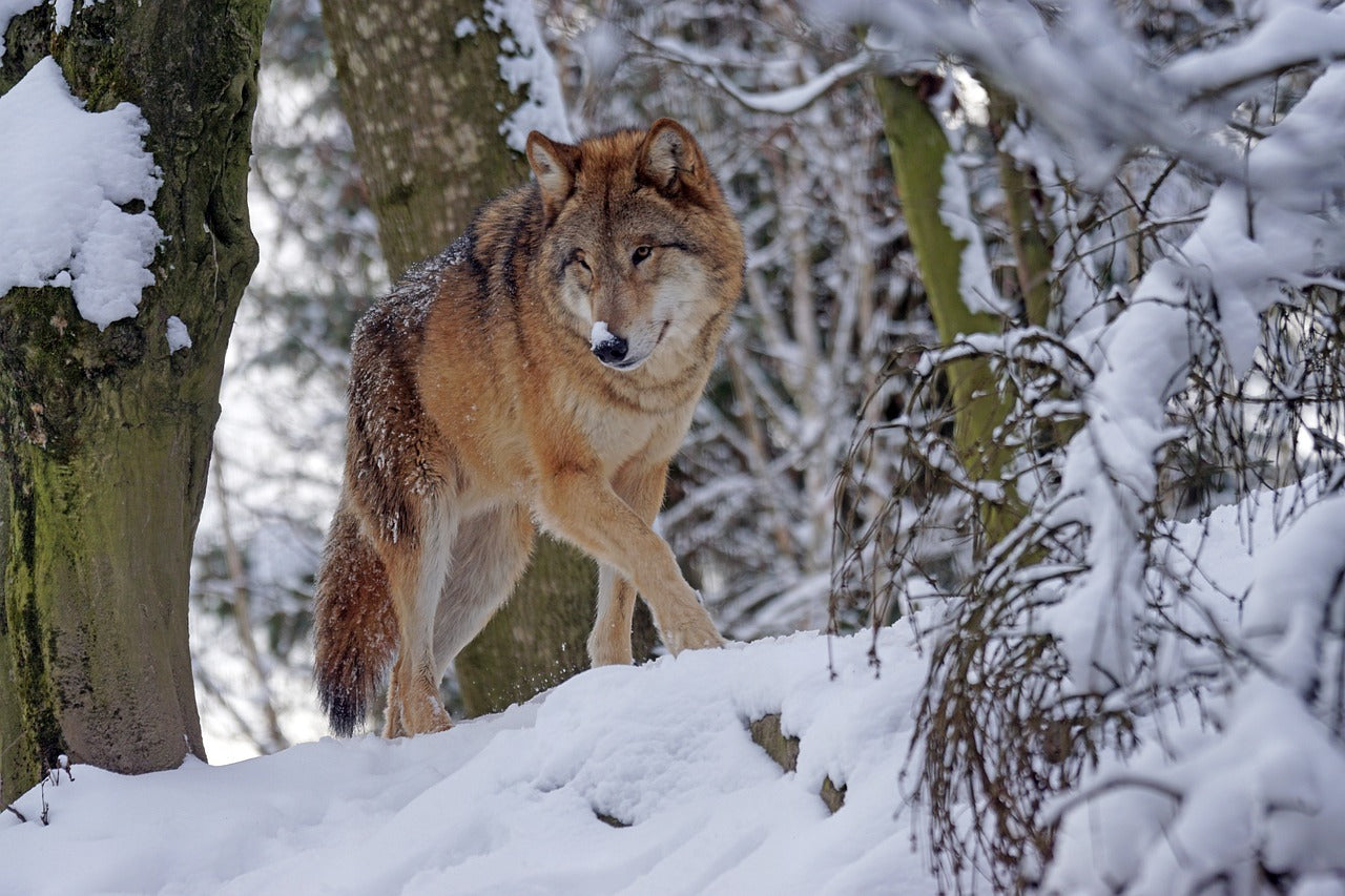 Once endangered, the Eurasian wolf is making a steady comeback. © Marcel Langthim