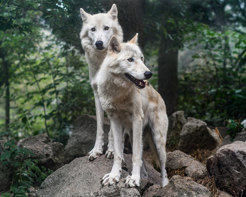 Once endangered, the Eurasian wolf is making a steady comeback. © Christel Sagniez