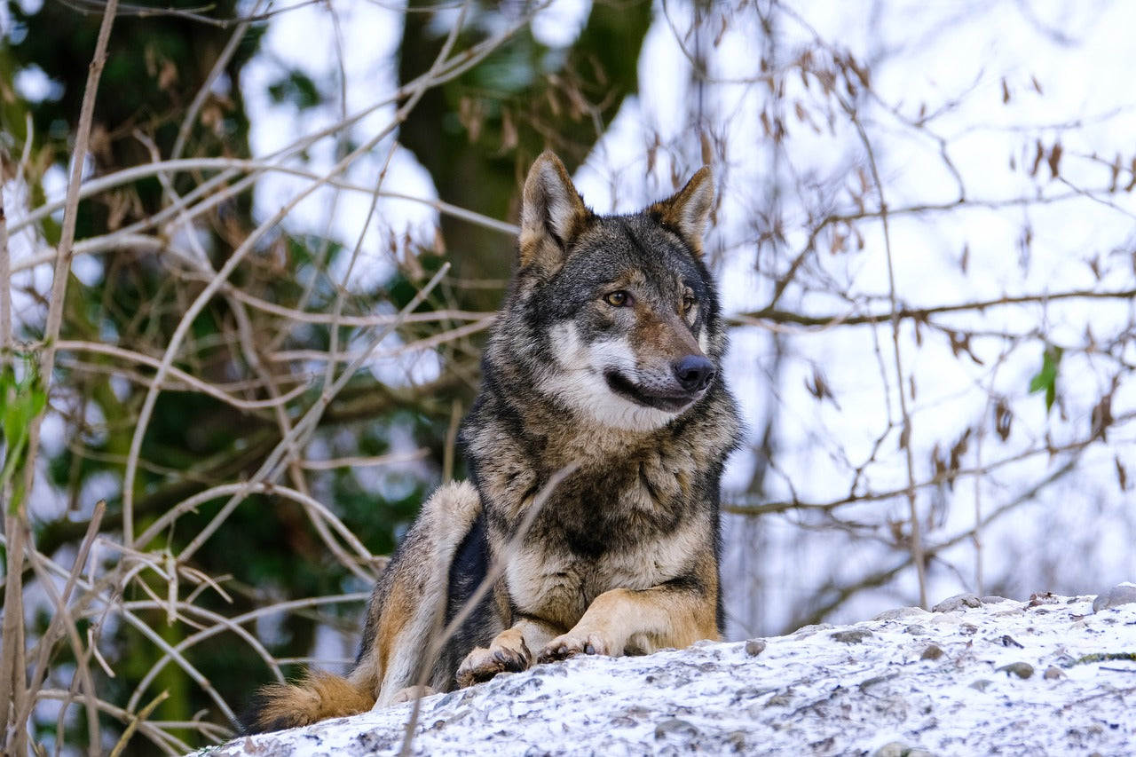 Intelligent and resourceful, wolves are masters of survival. © NickyPe, Pixabay