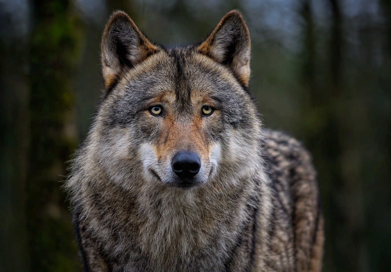 The wolf’s sharp eyes are always on the lookout. © ambquinn, Pixabay