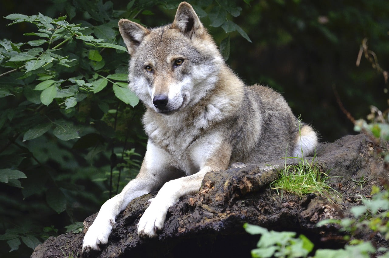 A powerful hunter with a keen sense of smell. © Andrea Bohl