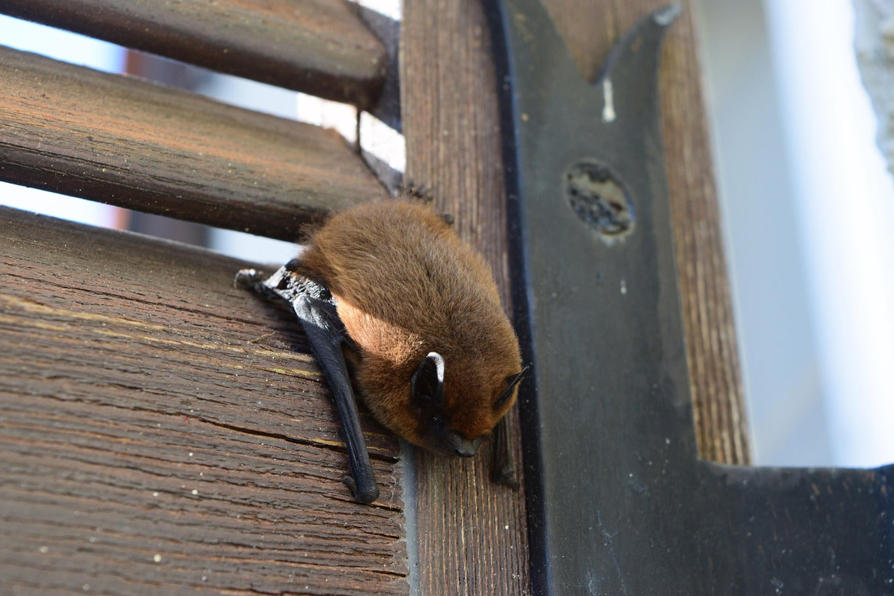 Every single bat native to Britain eats only insects and other small invertebrates. You won't find any fruit or vampire bats here! © Zahra Steenmans
